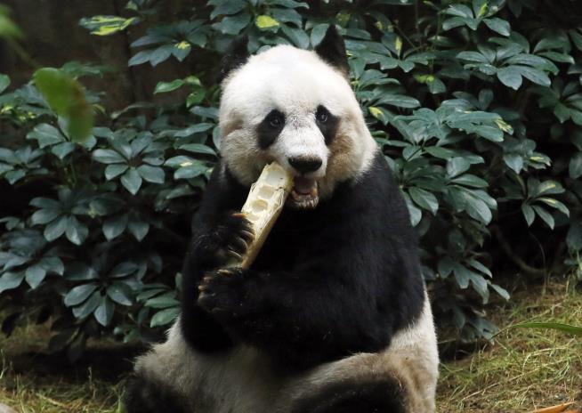 World's Oldest Captive Panda Has Died