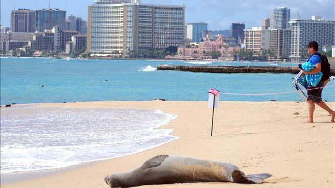 Hawaii's Monk Seals Face New Threat: Cats