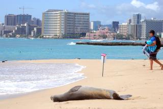 Hawaii's Monk Seals Face New Threat: Cats