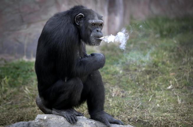 North Korea Zoo Has a Smoking Chimp