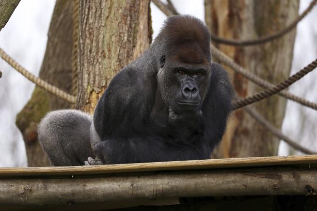 'Psycho' Gorilla Escapes Zoo Pen, Heads for Hooch