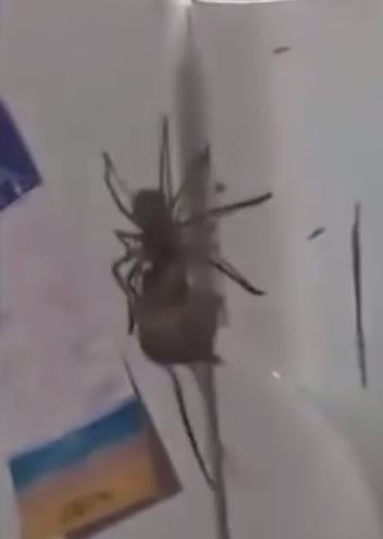 Giant Spider Filmed Carrying Mouse