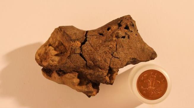 Scientists Believe They've Found Fossilized Dino Brain