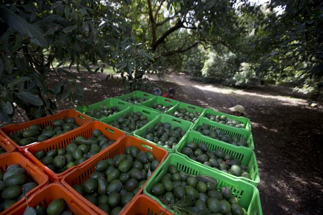 Mexico's Avocado Boom Drives a Forest Bust