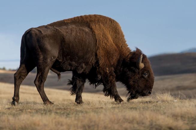 US Gets 1st Official National Mammal