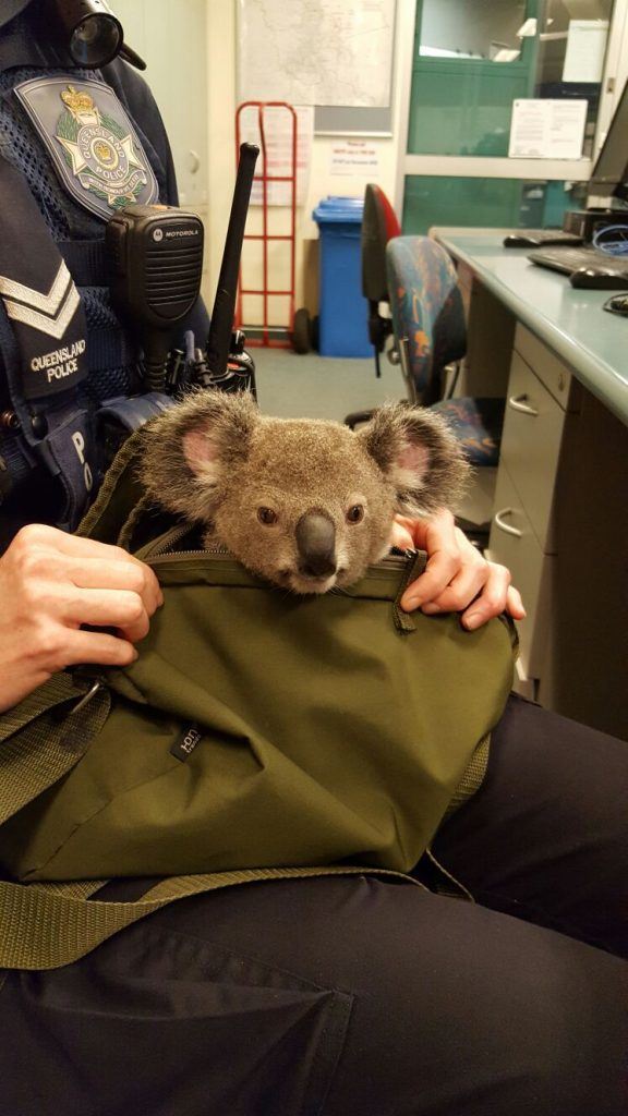 Cops Find Baby Koala in Woman's Backpack
