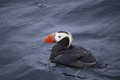 Hundreds of Dead Puffins Washing Up in North Pacific