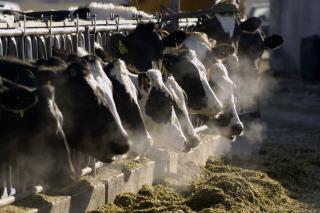 Your Milk May Soon Come From Cows With Embedded Sensors