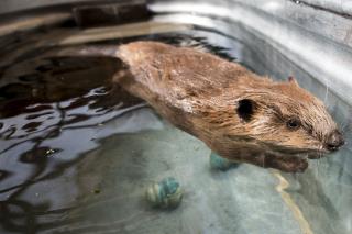 Argentina Gears Up for War Against 100K Beavers