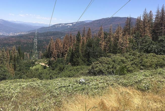 California Now Home to 102M Dead Trees