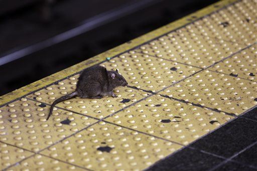 EPA Tells Cities to Stop Killing Rats With Dry Ice