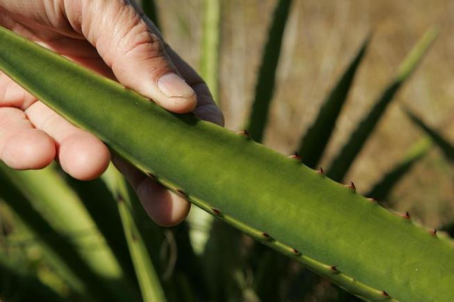 Tests Find No Trace of Aloe Vera in Leading Aloe Vera Gels