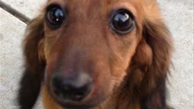 Calif. Couple Sues PetSmart in Dachshund Pup's Death