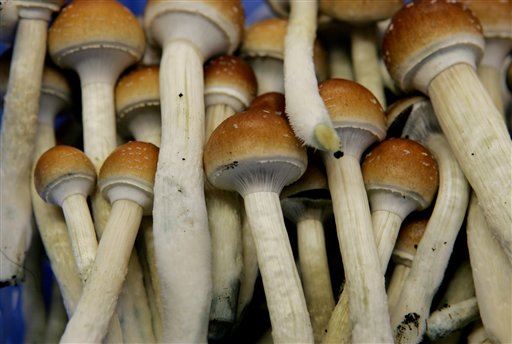 Shrooms: 5 Most Incredible Discoveries of the Week