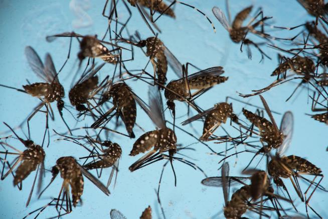 Mosquitoes Are Booming in US for Some Surprising Reasons
