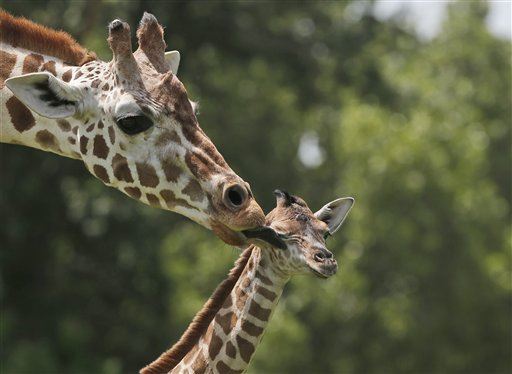 'Devastating Decline' in Giraffes Over 30 Years: Report
