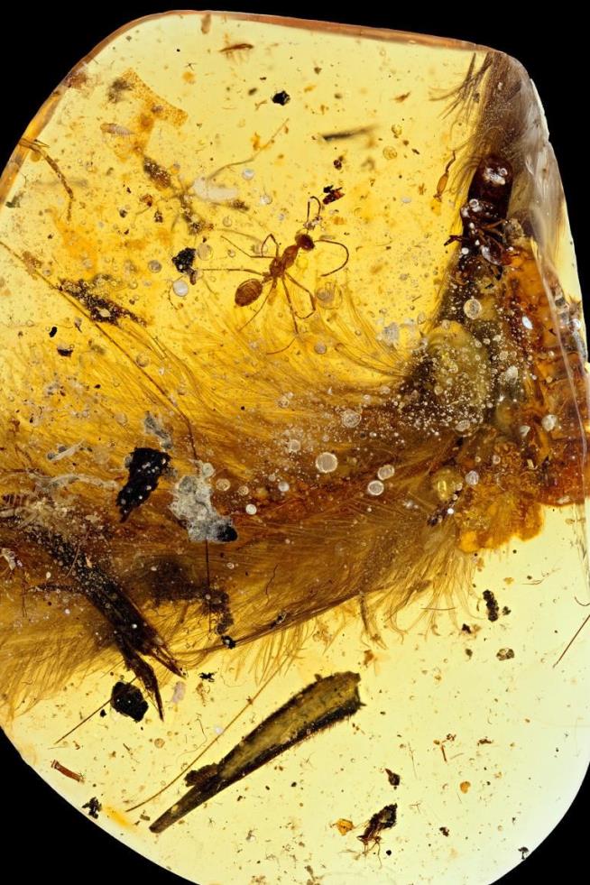 Scientists Find Dinosaur Tail Preserved in Amber