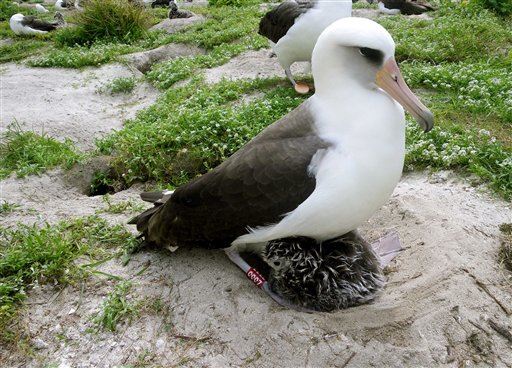 The World's Oldest Known Seabird Is Expecting—Again