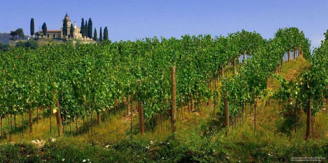 Great Italian Wine Caper: Who Drained $530K of Vino?