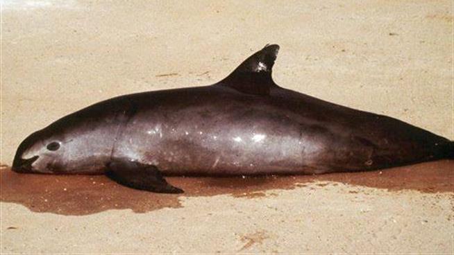 As 'Smirking' Porpoise Nears Extinction, US Sends in Military Dolphins