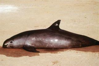 As 'Smirking' Porpoise Nears Extinction, US Sends in Military Dolphins