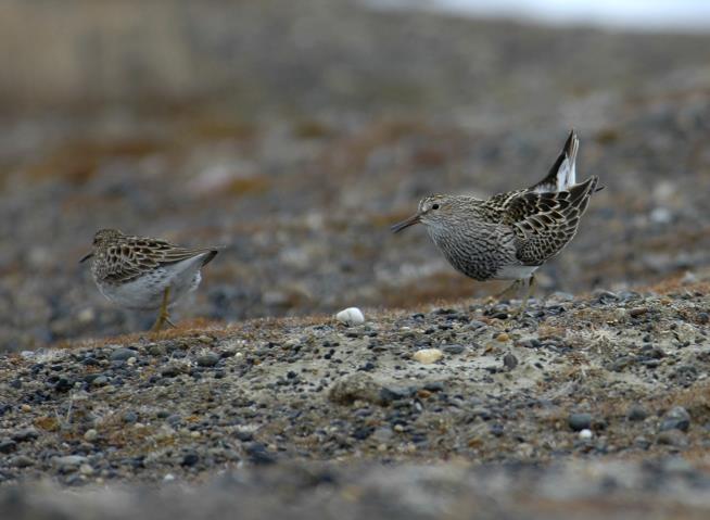 The Loneliness of the Eager-to-Mate Male Sandpiper