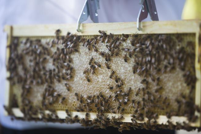 'Lowlife ... Bee Rustlers' Steal $90K Worth of Honeybees