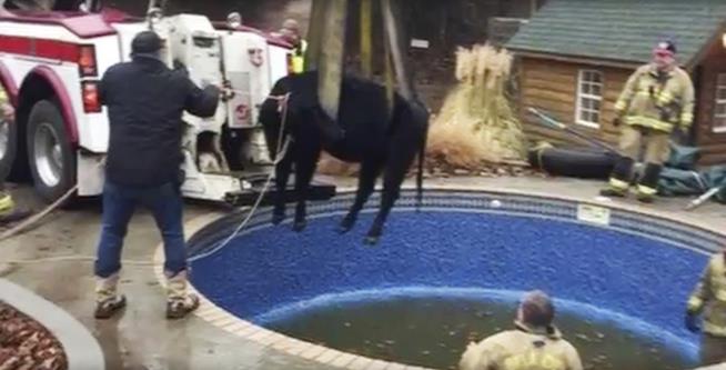 Firefighters Rescue Cow Stuck in Swimming Pool