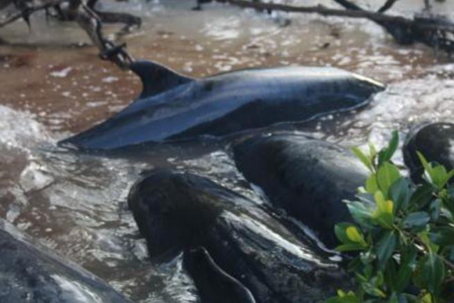 Dozens of 'False Killer Whales' Die in Florida Stranding