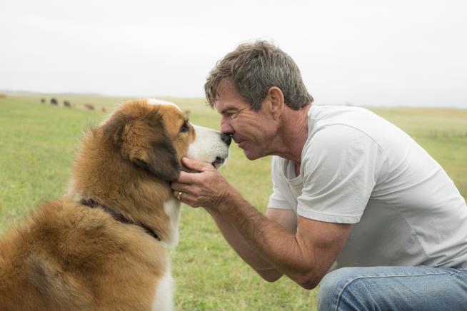 A Dog's Purpose Premiere Canceled After Cruelty Outcry