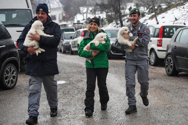 3 Puppies Found Alive Inside Hotel Hit by Avalanche