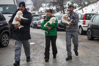 3 Puppies Found Alive Inside Hotel Hit by Avalanche