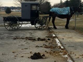 Horse Manure Figures in Fight Over Religious Freedom