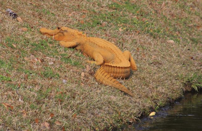Orange Gator Baffles in SC