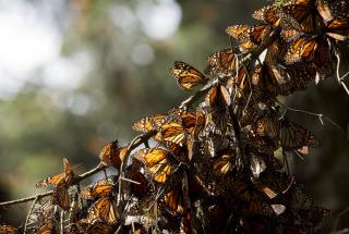 6M Monarchs Died —in a Single Month
