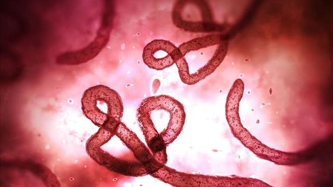 Ebola Outbreak Fueled by Incredibly Tiny Minority