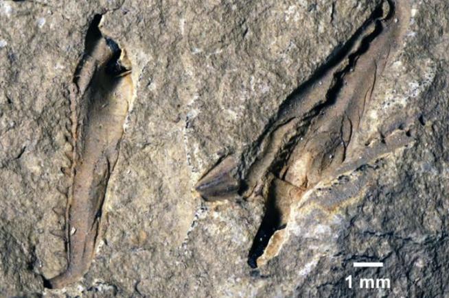 Huge-Jawed Worm Species Terrorized Fish 400M Years Ago