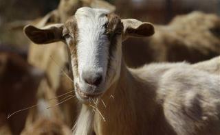 Why This Airport Has to Fix Its Goats and Bandits Problem