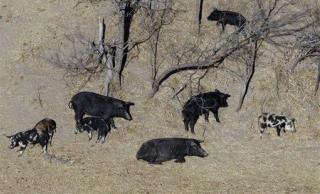 Texas Plans 'Feral Hog Apocalypse'
