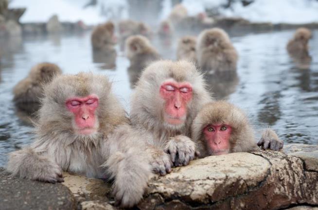 Zoo Culls 57 Snow Monkeys Over 'Alien' Genes