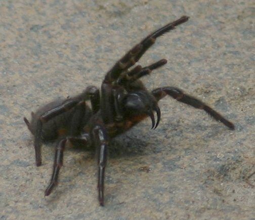 Boy Saved by 'Incredible' Amount of Spider Antivenom