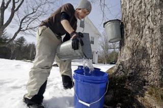 Maple Syrup Is About to Go High-Tech