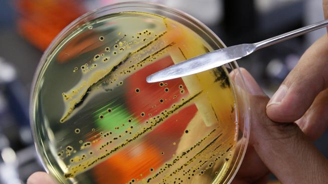 These Are the 12 Bacteria We Should Worry About Most