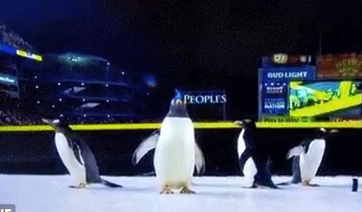 Use of Actual Penguins at NHL Game Rankles PETA
