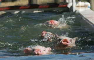 It Wasn't Booze That Killed Bahamas' Swimming Pigs