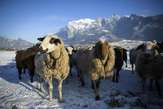 Why Sheep Get Frisky in Wintertime