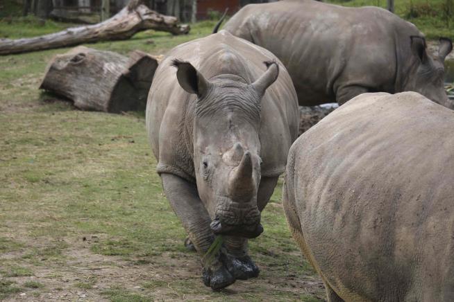 Vince the Rhino Massacred in French Zoo for His Ivory: Cops
