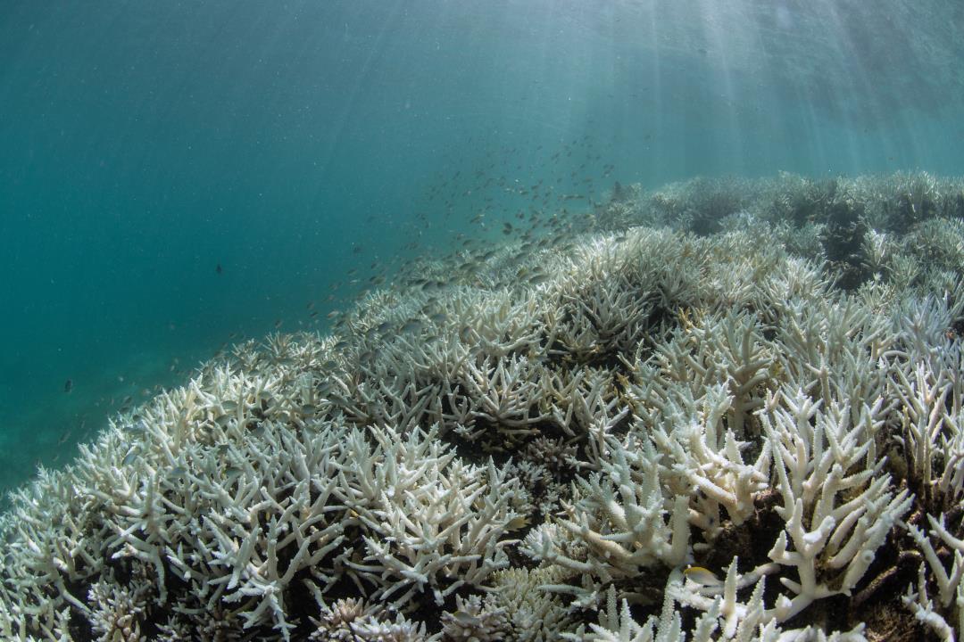 Scientists Warn That Coral Reefs Face Total Wipeout