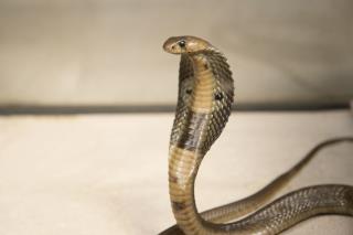 cobra snake escape in ocala fl