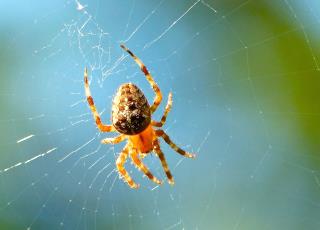 When It Comes to Animal Prey, Spiders Out-Eat Humans